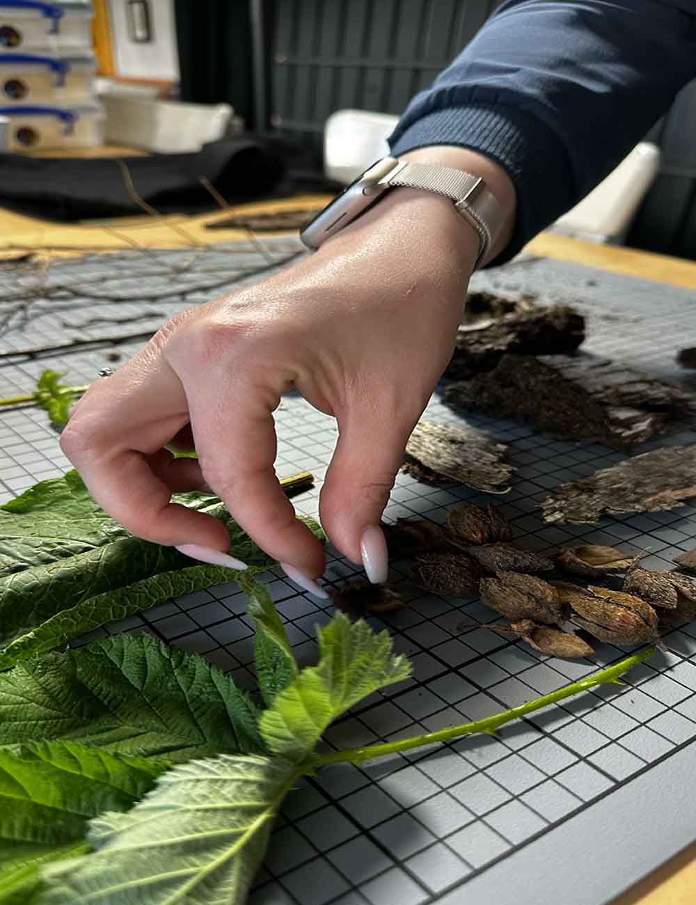 🌿 Natur-Stempel-Workshop in Hamburg – Kreativität trifft Natur
